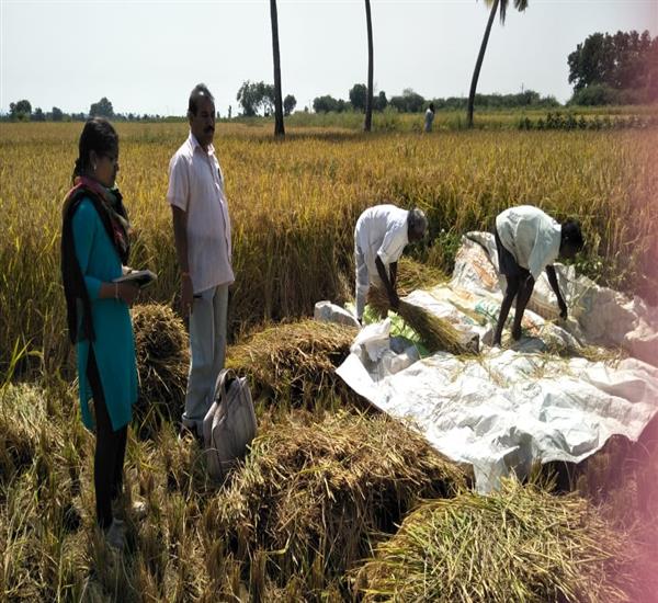 Warangal Urban District                                                                                                                                                                                                                                    - Crop Cutting Expts.,                                                                                                                                   - PMFBY Kharif Paddy CCE supervision by CPO sir                                                                                                                                                                                                                   - dt.30/10/2018          